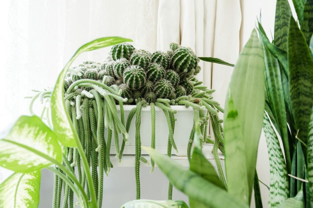 Multiple houseplants placed on a sill, a stand, and a table farther from the same window