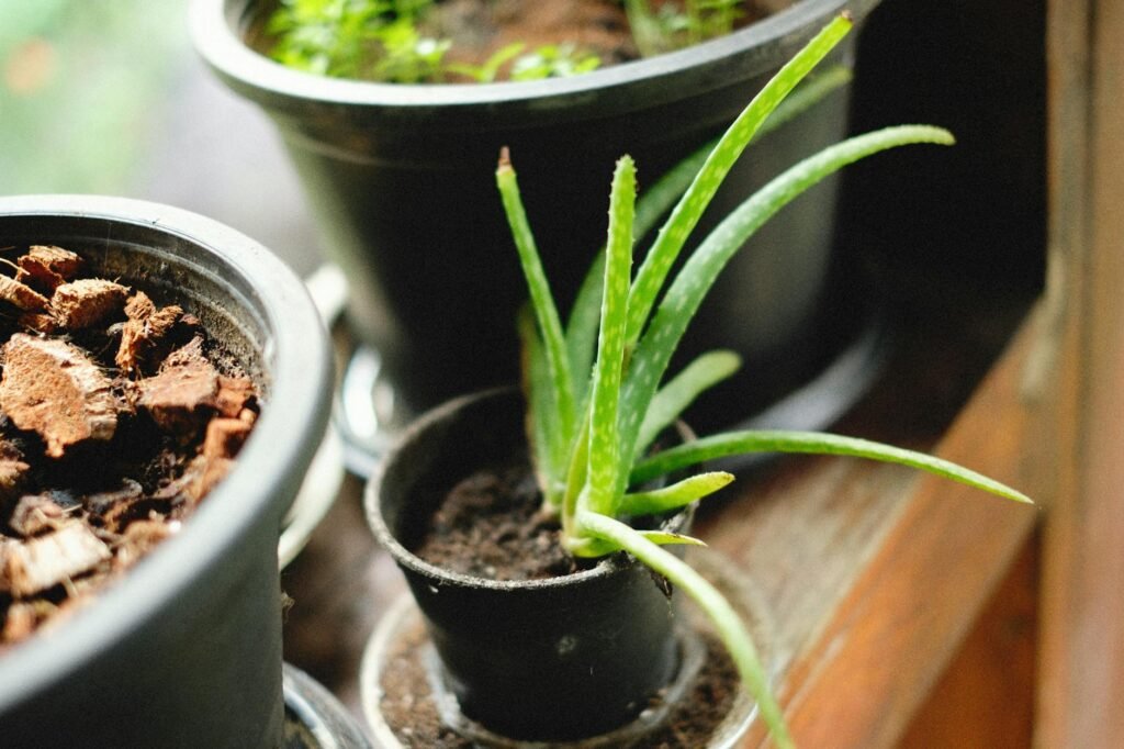 A houseplant pot showing mineral crust around the rim and drainage area