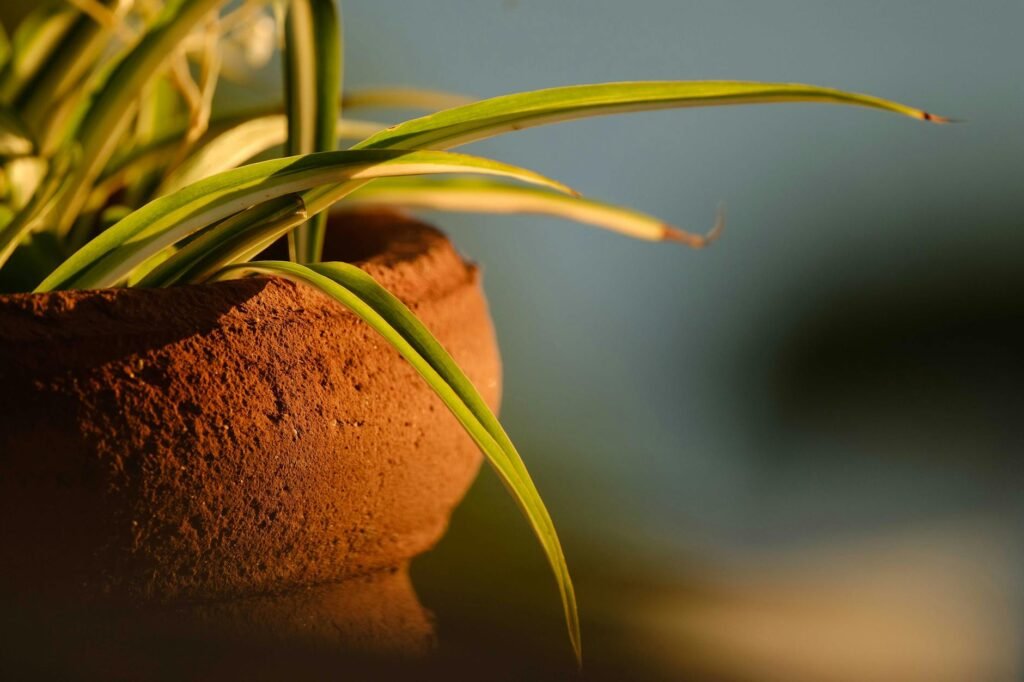 Close-up of a houseplant leaf with dry brown tips and healthy green tissue
