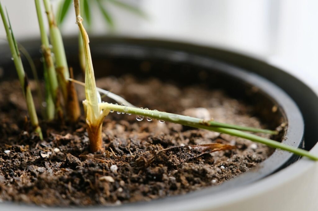 A hand testing the soil depth in a potted houseplant before watering