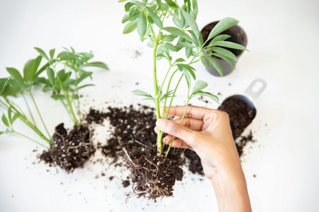 A person inspecting the roots of a houseplant after removing it from its pot