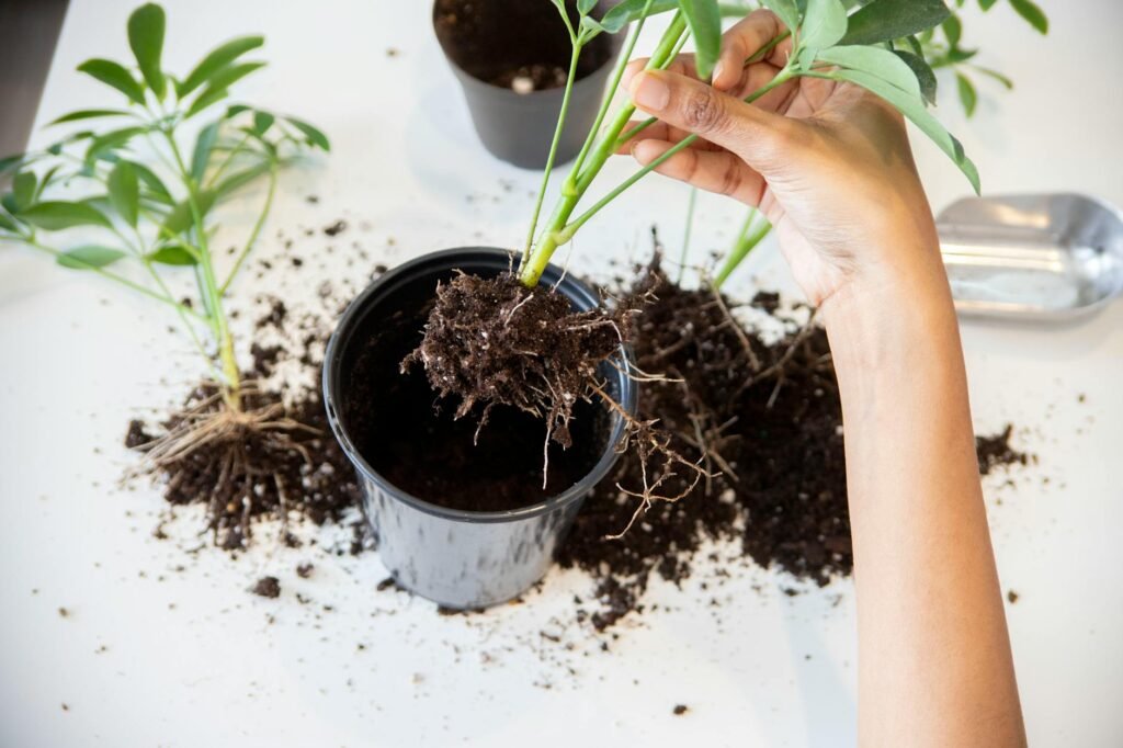 A houseplant root ball showing dense circling roots after being taken out of its pot.