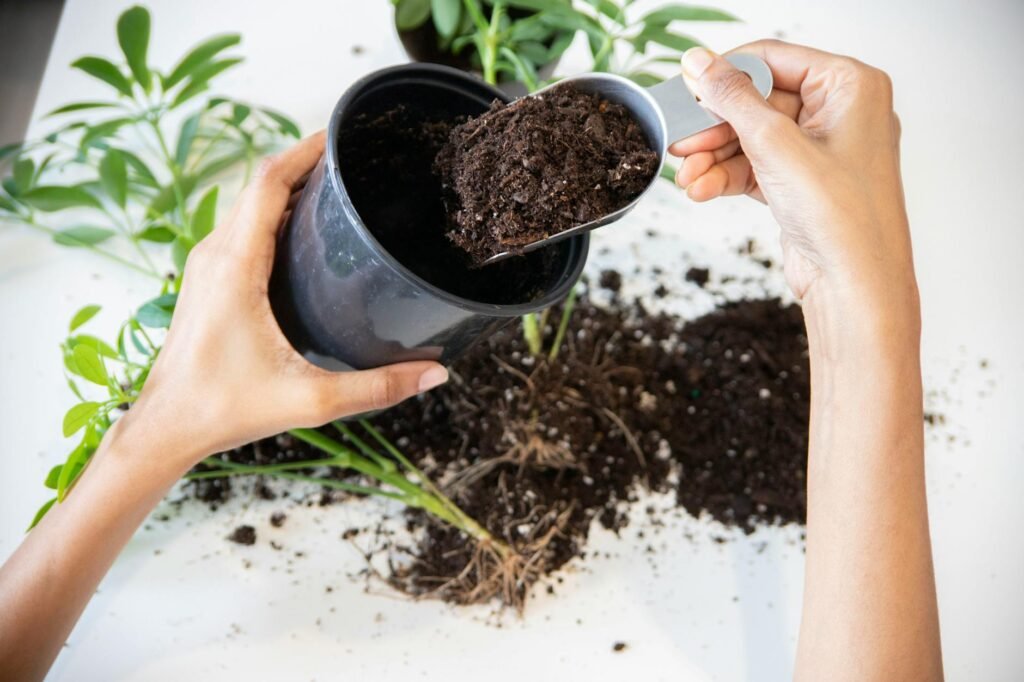 A tidy repotting setup with fresh potting mix, a clean pot, tools, and gravel for top-dressing.