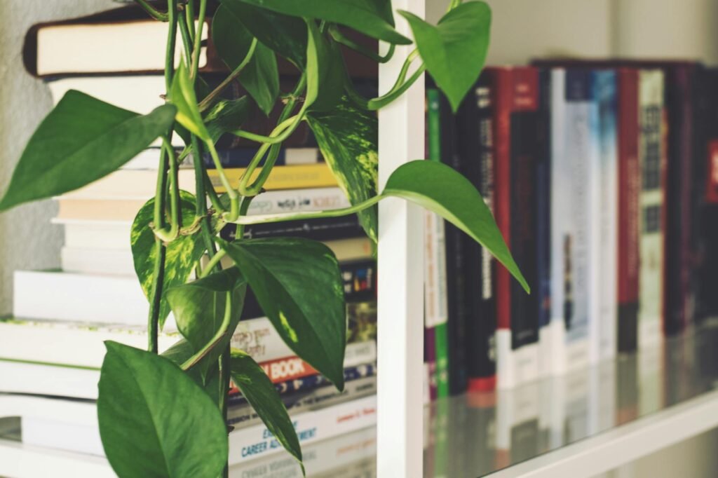 A leggy trailing houseplant stretching toward a window from a dim shelf