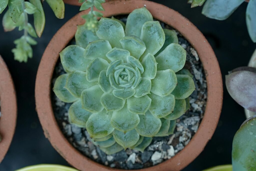Salt residue on a clay pot next to a plant with browned tips.
