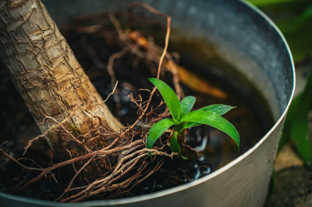 A houseplant being slid out of its nursery pot so the root ball is visible.