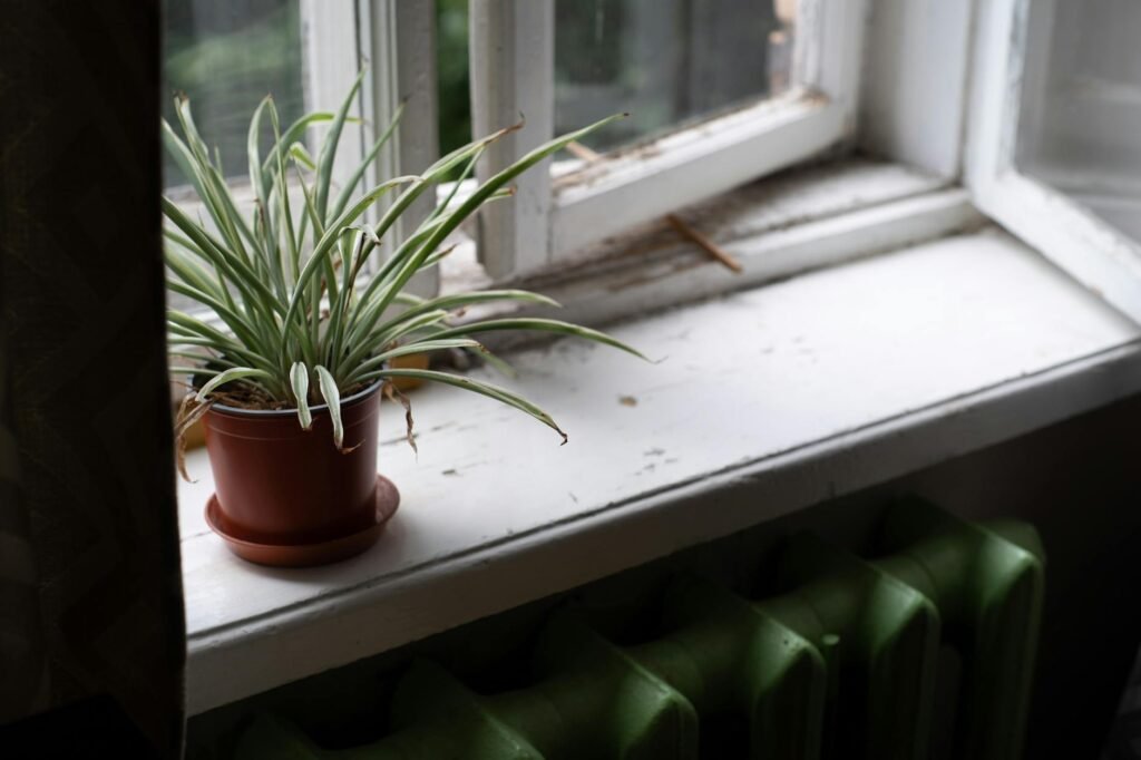 A houseplant beside a window with several fallen leaves on the surface below it.