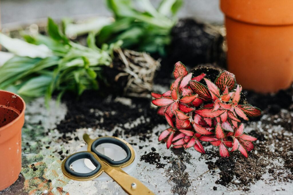 A houseplant in a nursery pot draining in a sink after watering