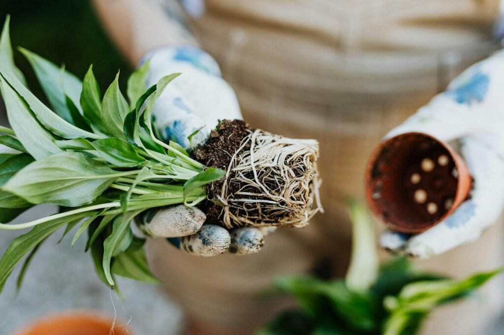 A repotting workspace with a houseplant removed from its pot to inspect the roots