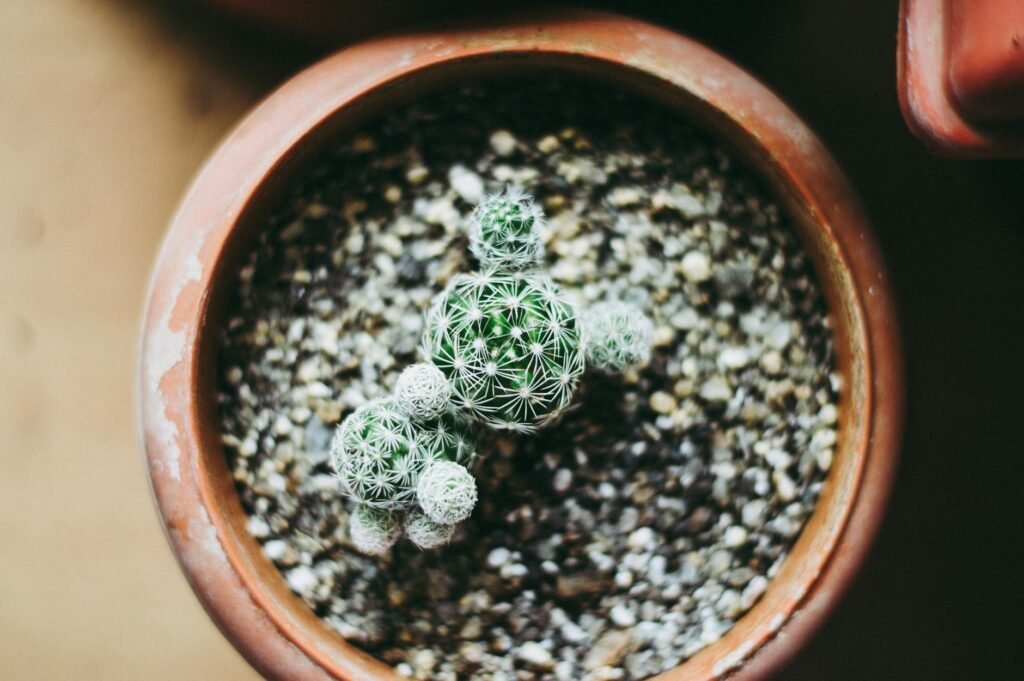 Salt buildup visible on the rim of a houseplant pot
