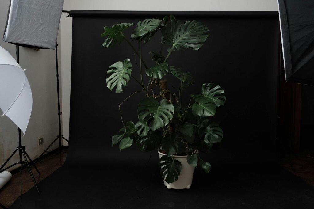 A single houseplant isolated from other plants with a sticky card nearby in a bright room