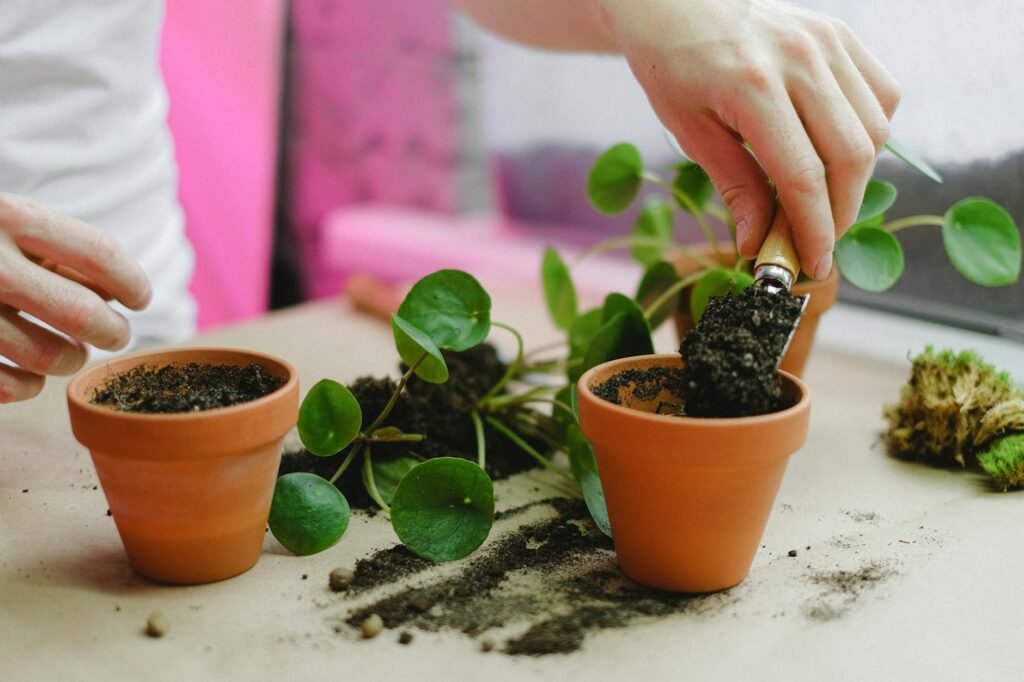 A person checking a houseplant’s roots and drainage hole on a work table.