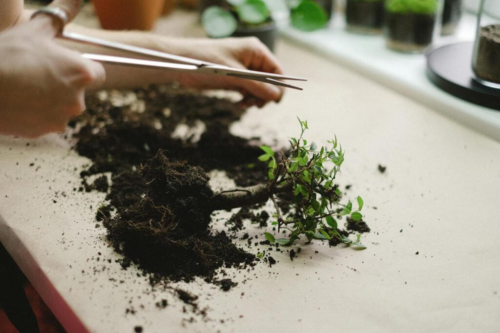 Hands repotting a houseplant with fresh potting mix and trimmed roots