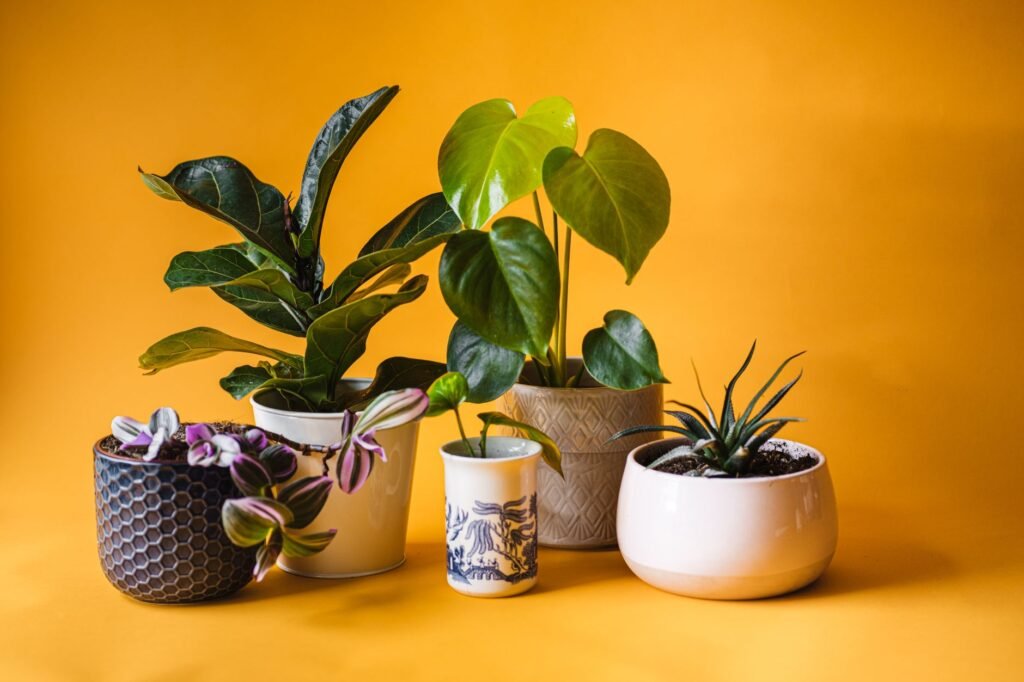 A yellow sticky card placed in a houseplant pot for indoor pest monitoring