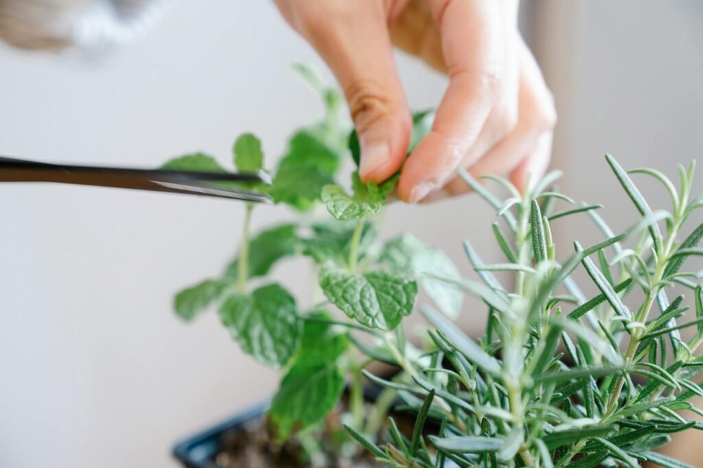 A neat indoor plant care setup with a notebook, small tools, and potted plants