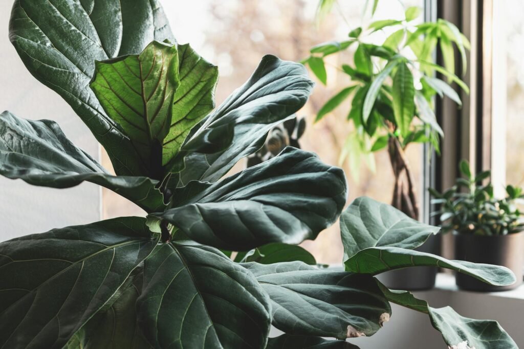 Several compact healthy houseplants placed close to a bright window
