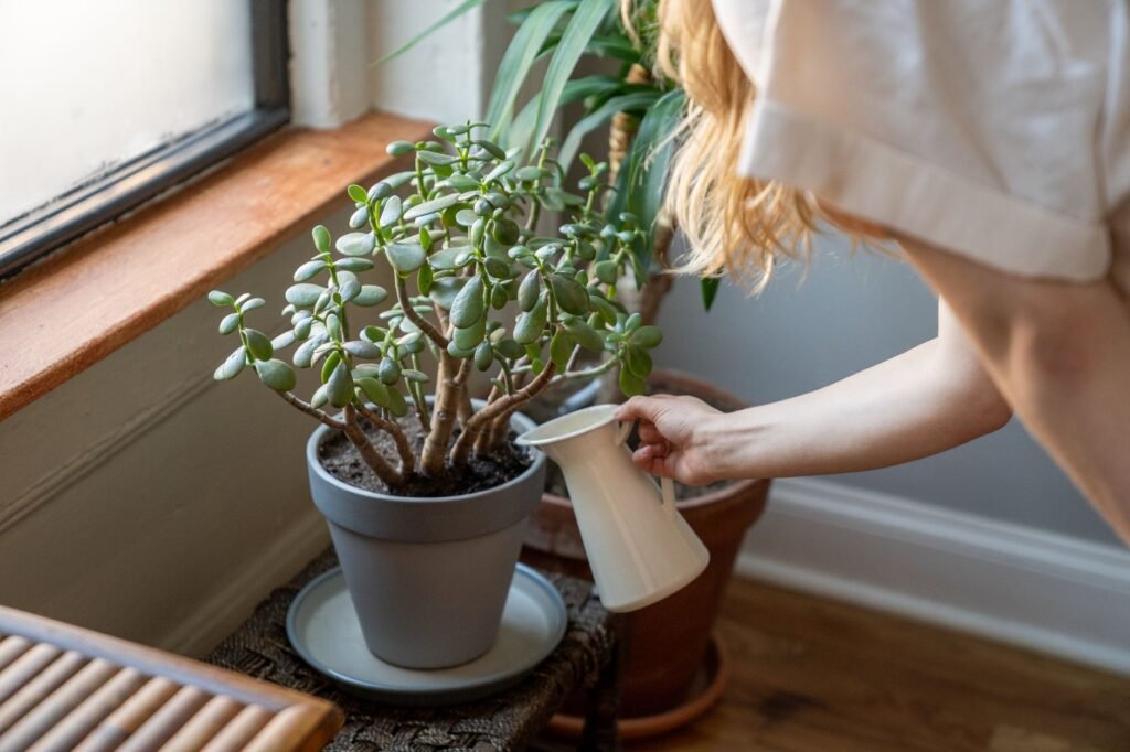 A person checking the soil in a potted houseplant by touch.