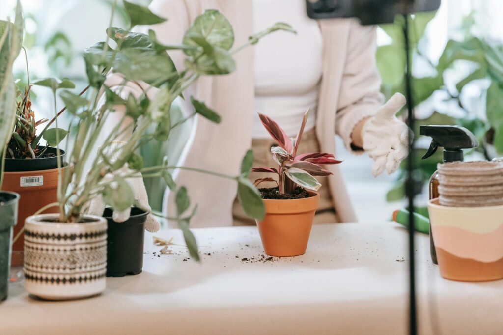 A houseplant on a table with a clip-on grow light and timer
