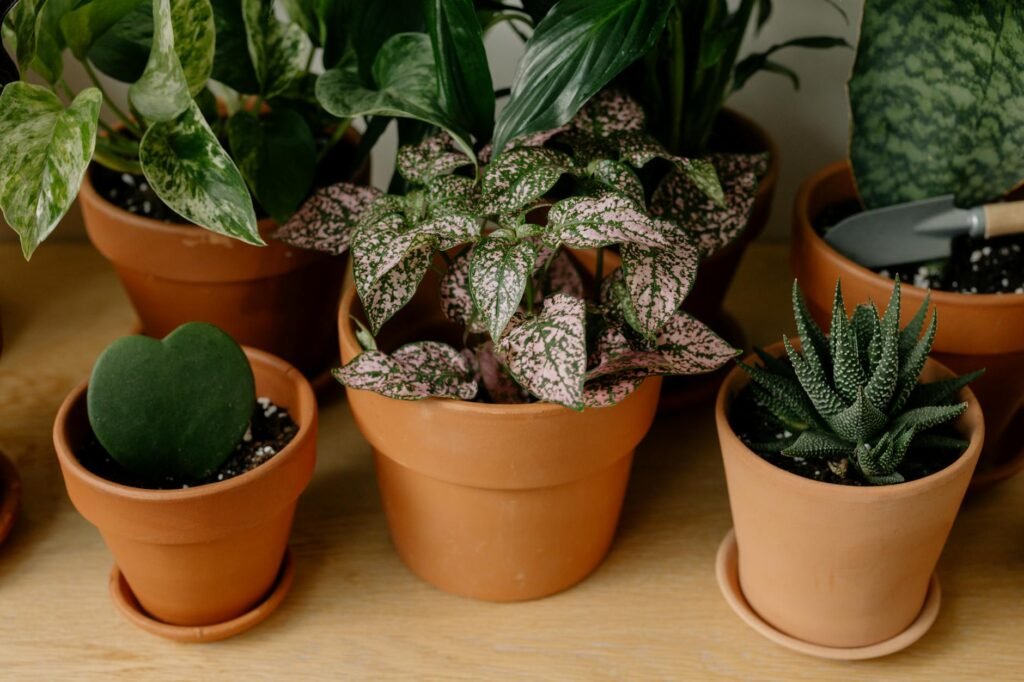 A nursery pot sitting inside a decorative outer pot that can trap runoff water.