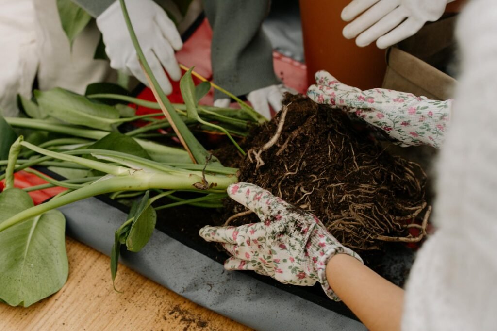 Root-bound houseplant with circling roots exposed during repotting