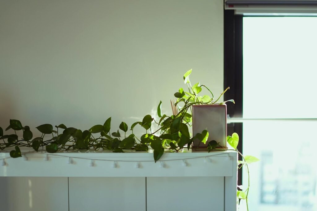 A houseplant placed near a bright window with a small grow light aimed at the leaves