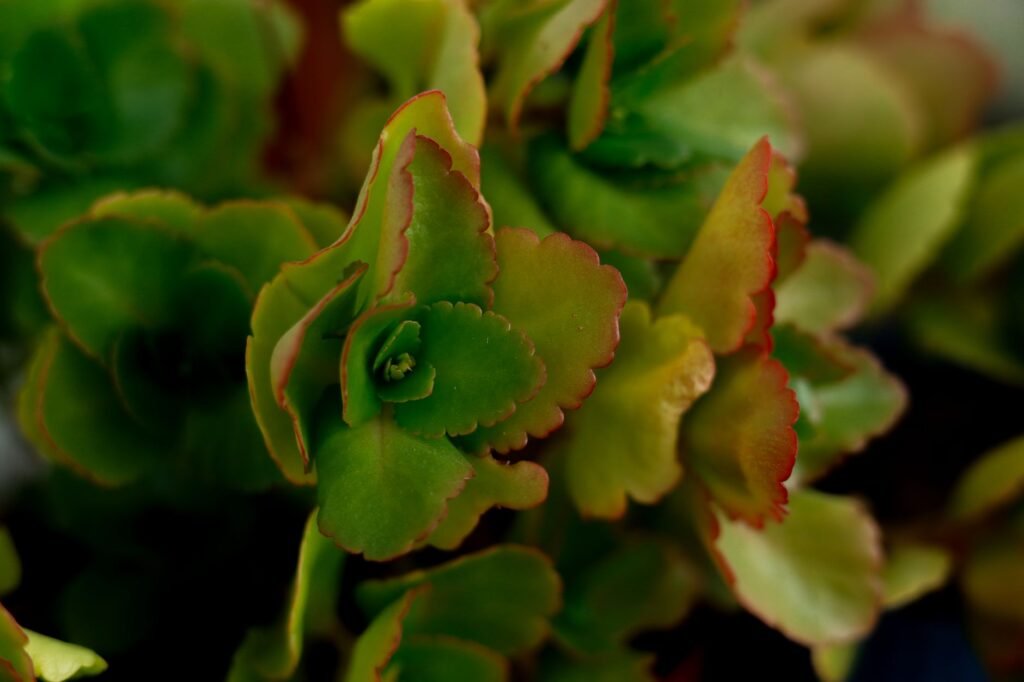 Brown leaf edges on a tropical houseplant positioned close to a home heating vent.