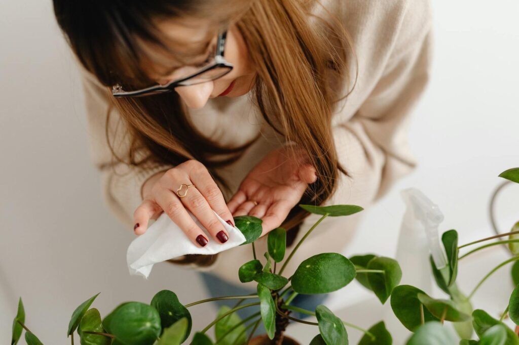 A white sheet of paper held under a houseplant leaf during a pest inspection
