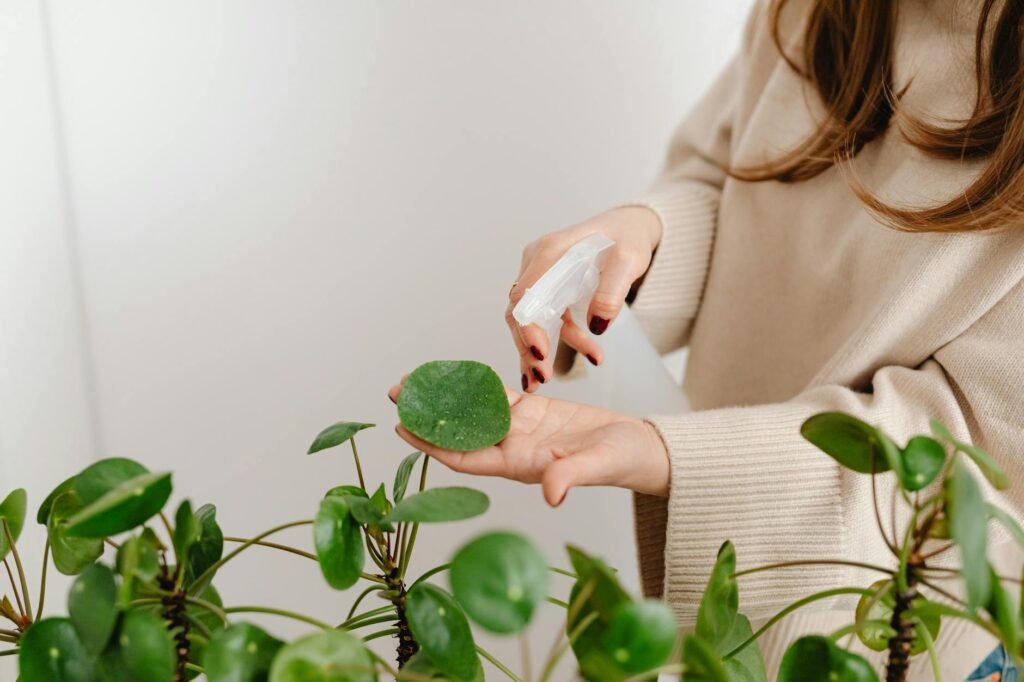 A tidy plant care station with a spray bottle, notebook, and hand lens