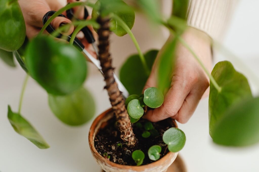 A houseplant on a bright windowsill beside a notebook and basic care tools
