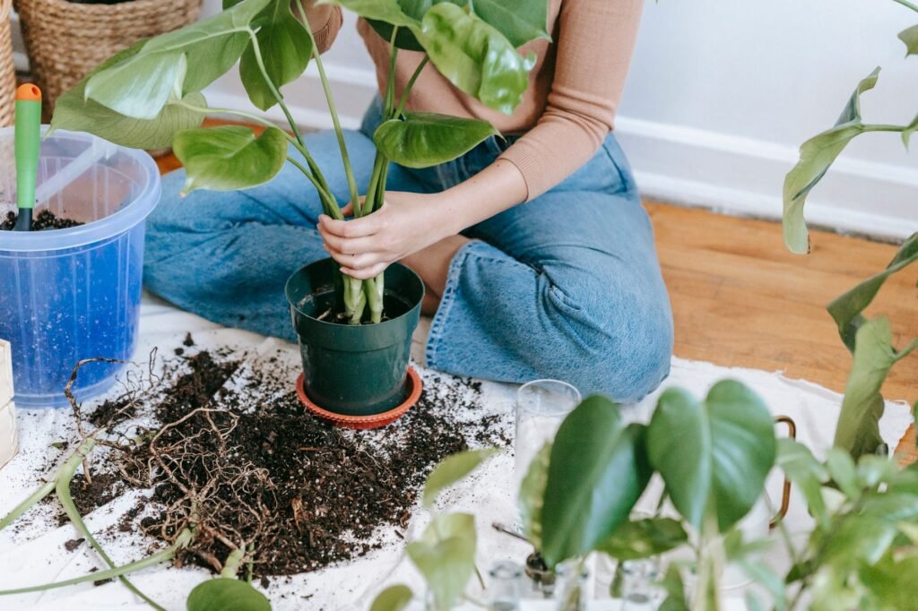 A houseplant root ball with dense circling roots after being removed from its pot