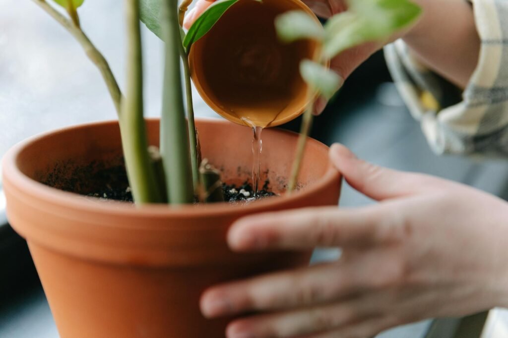 A measured dose of liquid fertilizer being added to a watering can beside potted plants