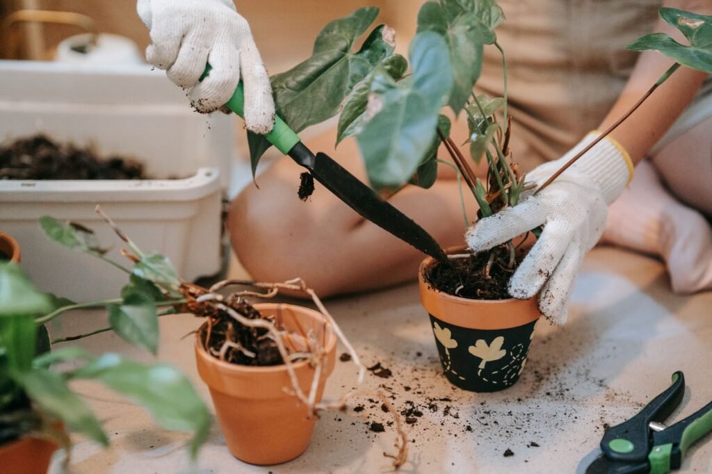 A houseplant with exposed roots on a work surface next to fresh potting mix and clean pruning shears.