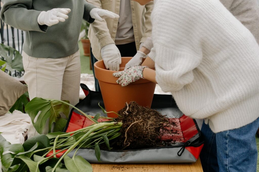 A stressed plant being repotted with roots exposed on a work table